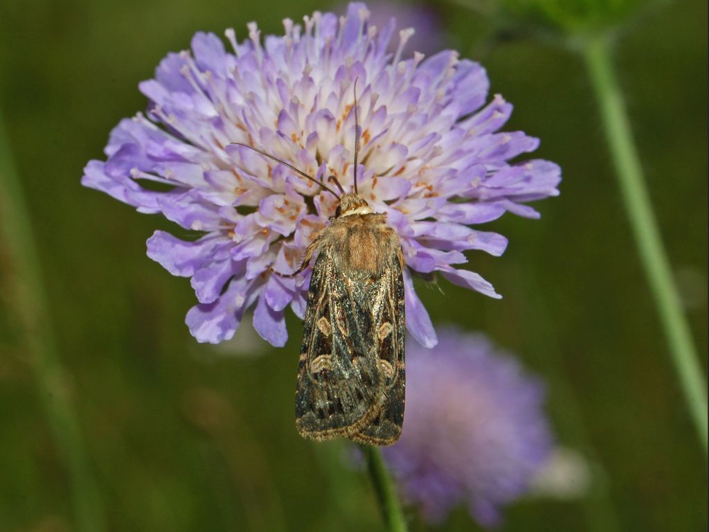 Ancora un Nottuide da identificare: Chersotis oreina